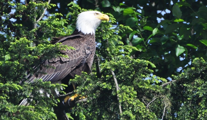eagle